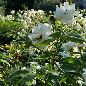 Meet your Posher, Ava